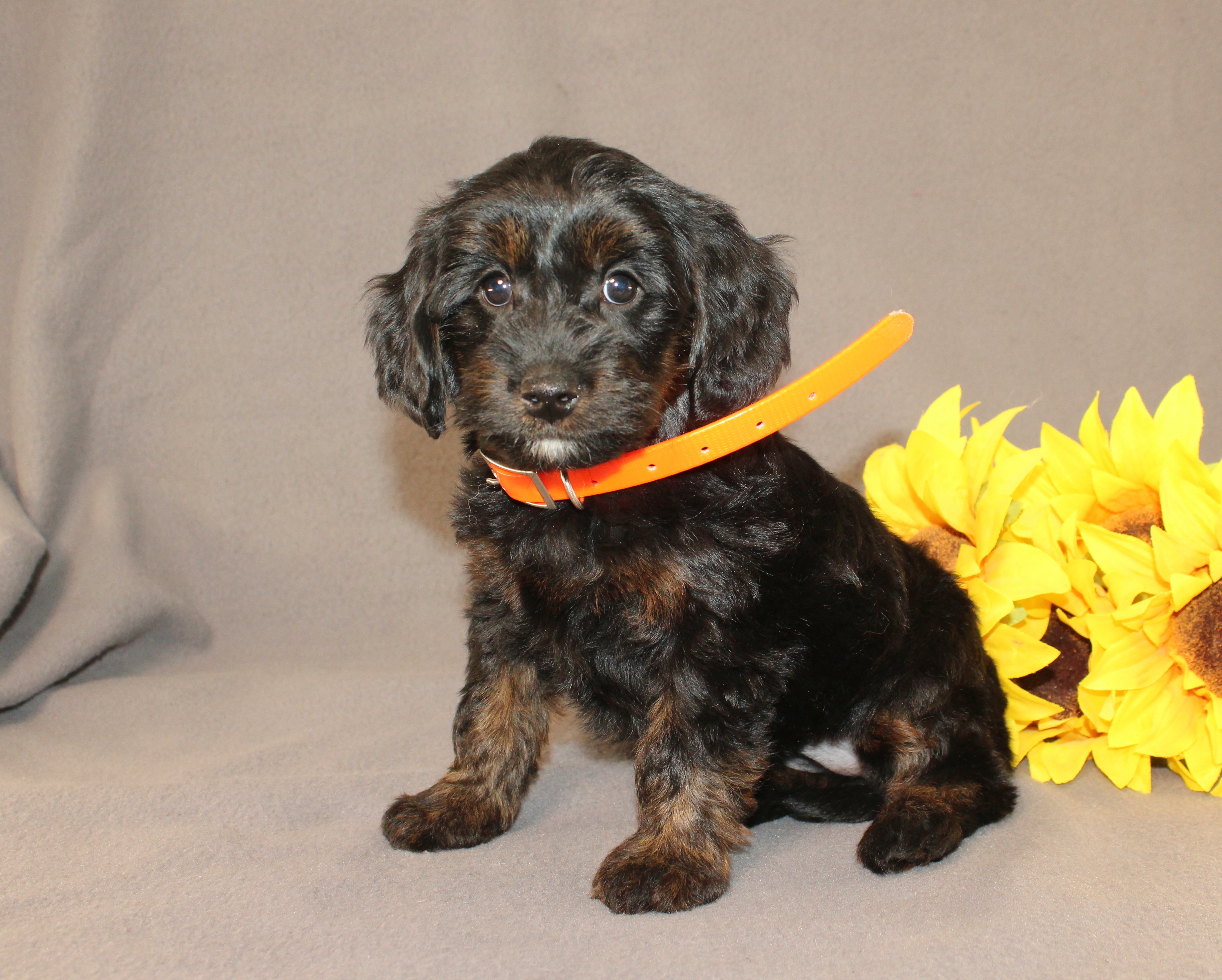 puppy, for, sale, Mini Cavagoldendoodle, Ivan J. Stoltzfus, dog, breeder, Dornsife, PA, dog-breeder, puppy-for-sale, forsale, nearby, find, puppyfind, locator, puppylocator, aca